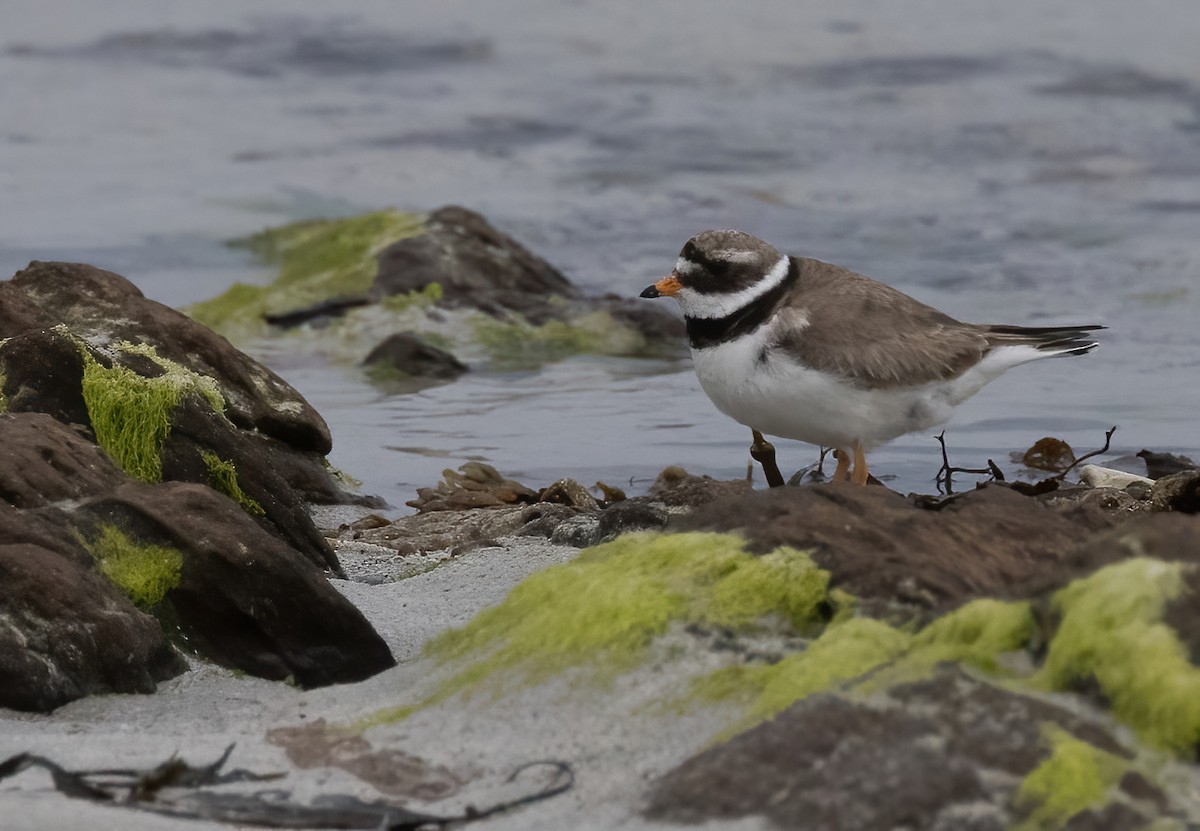 Common Ringed Plover - ML621599554