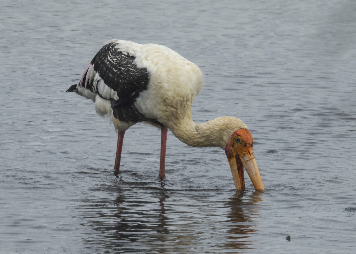 Painted Stork - ML621599591