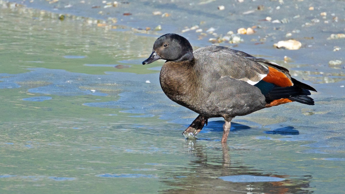 Paradise Shelduck - Sue&Gary Milks