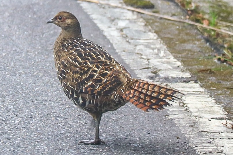 Mikado Pheasant - ML621599639