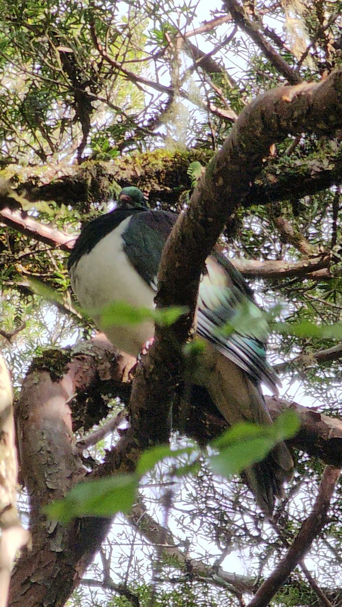 New Zealand Pigeon - ML621599653