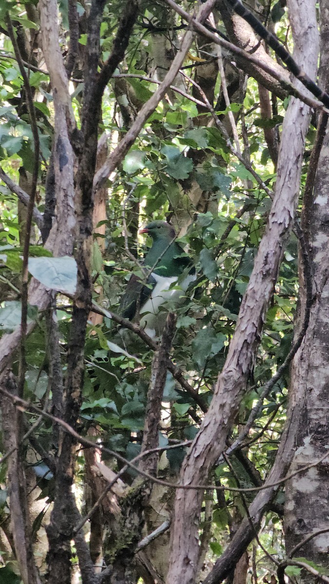 New Zealand Pigeon - ML621599670