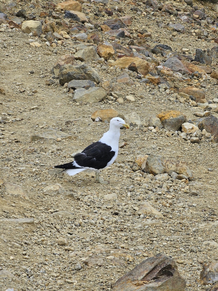 Goéland dominicain - ML621599671