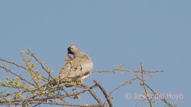 Namaqua Dove - ML621599672