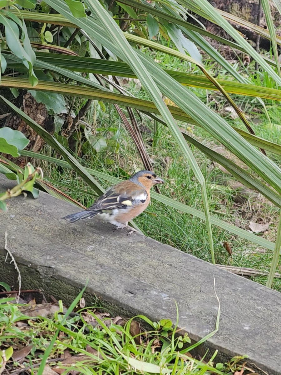 Common Chaffinch - ML621599674