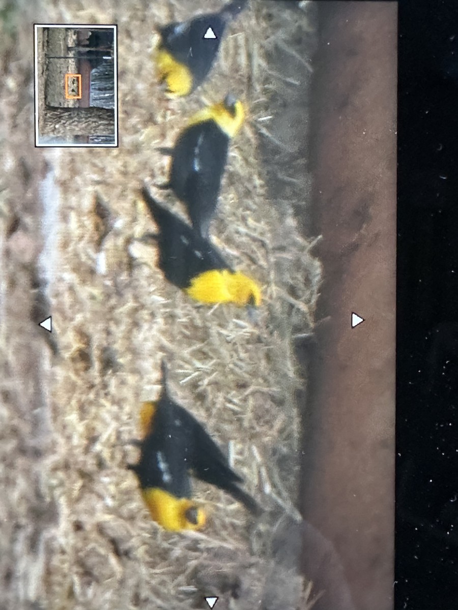 Yellow-headed Blackbird - ML621599759