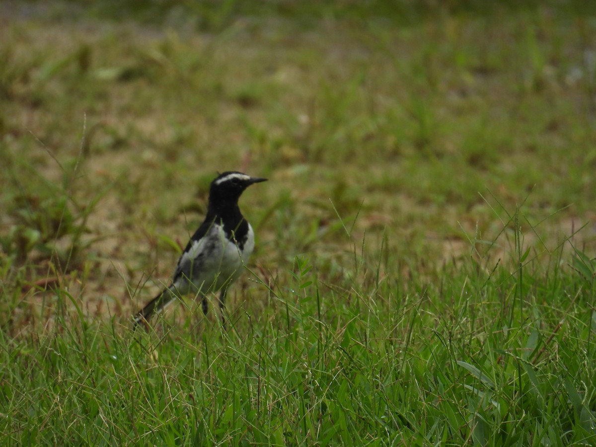 White-browed Wagtail - ML621599777