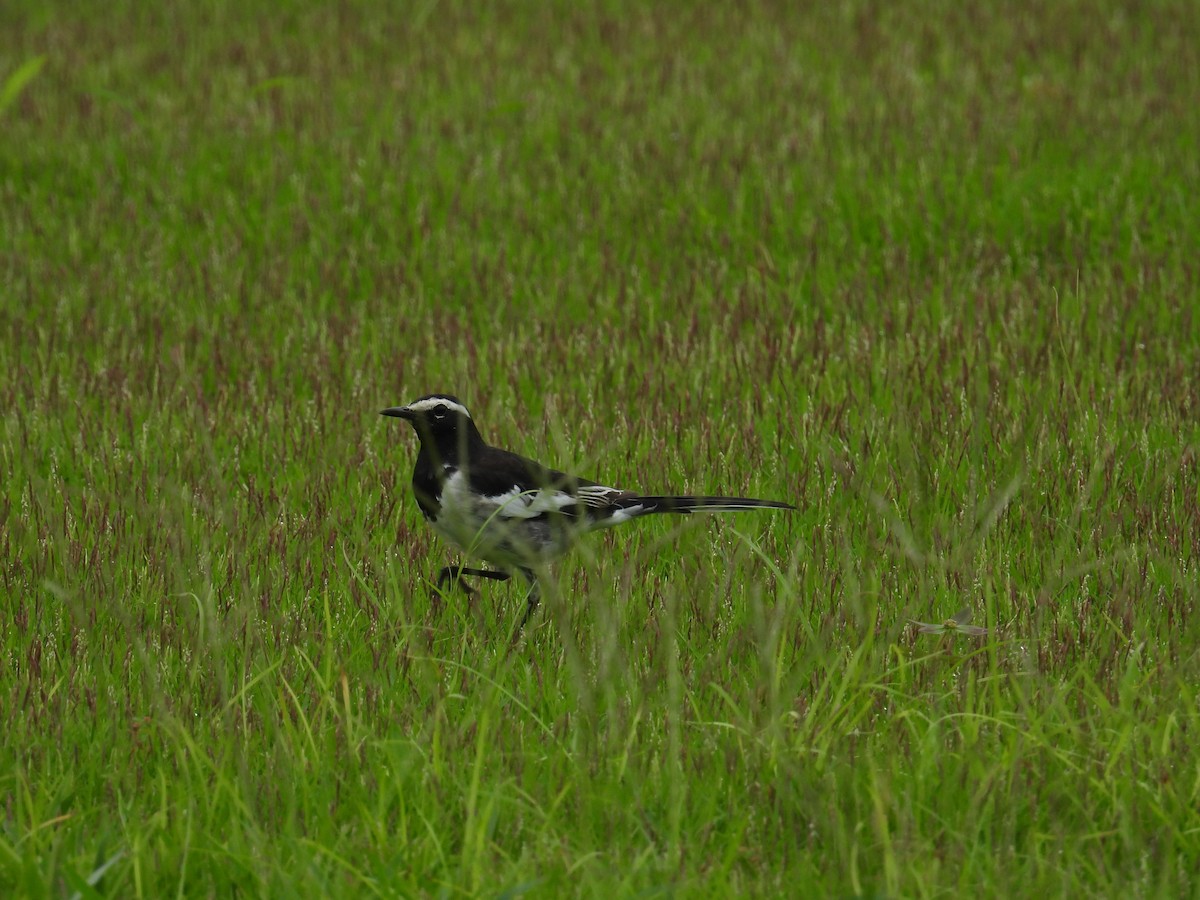White-browed Wagtail - ML621599778