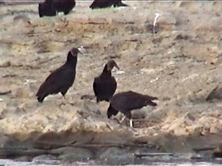 Black Vulture - ML621599788