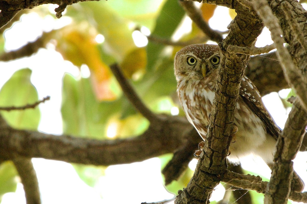 Pearl-spotted Owlet - ML621599821