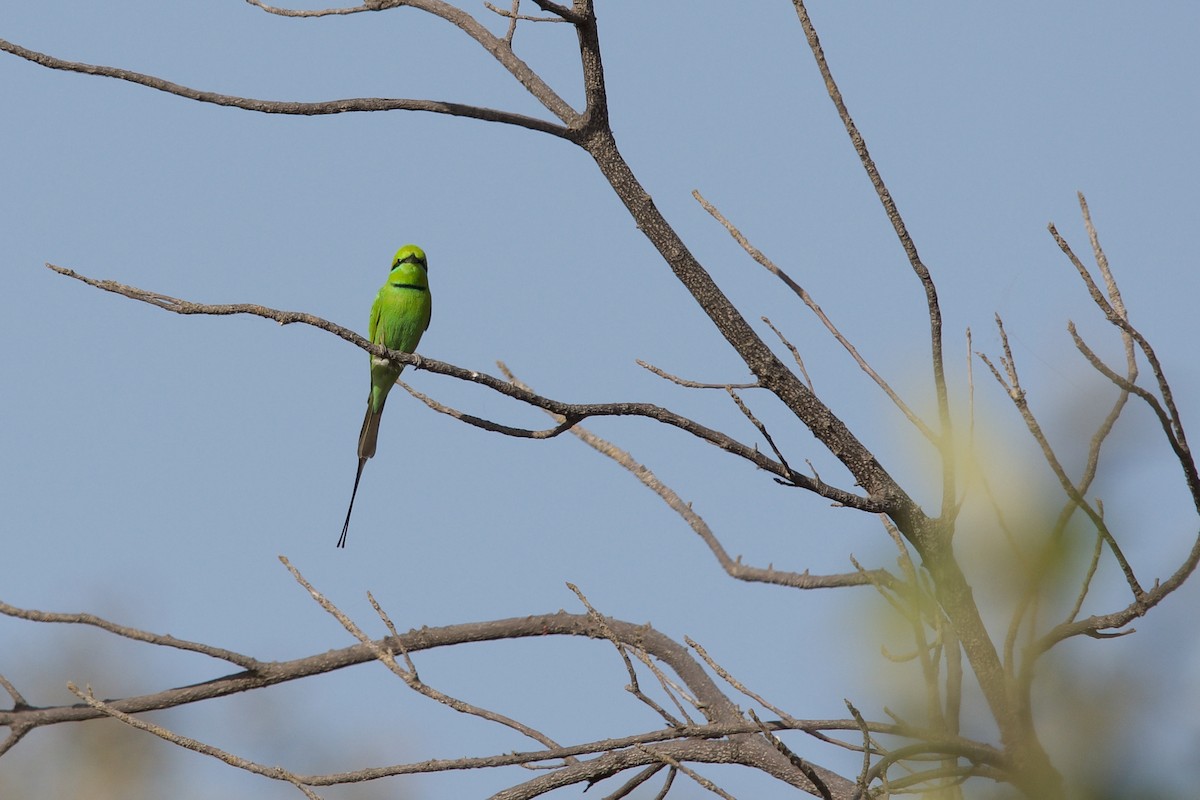 African Green Bee-eater - ML621599844