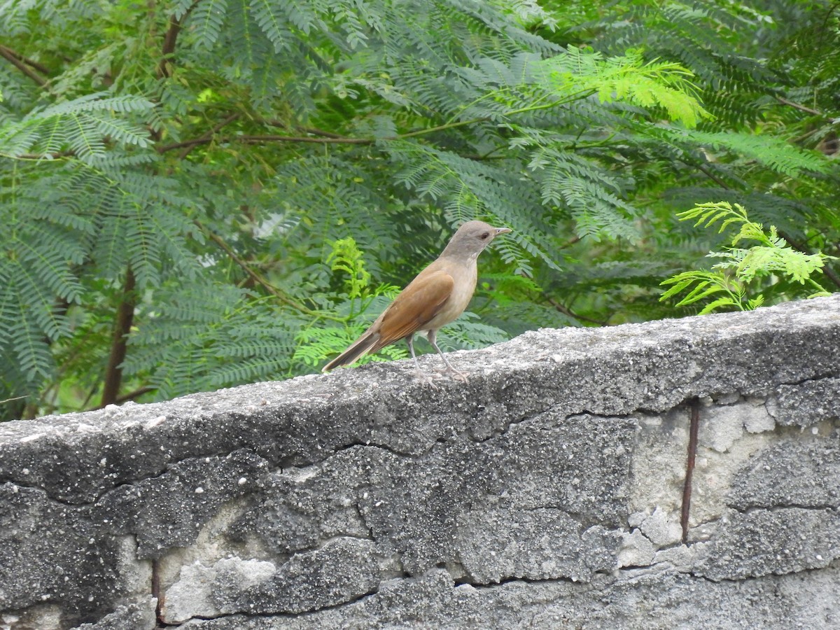 Pale-breasted Thrush - ML621599859