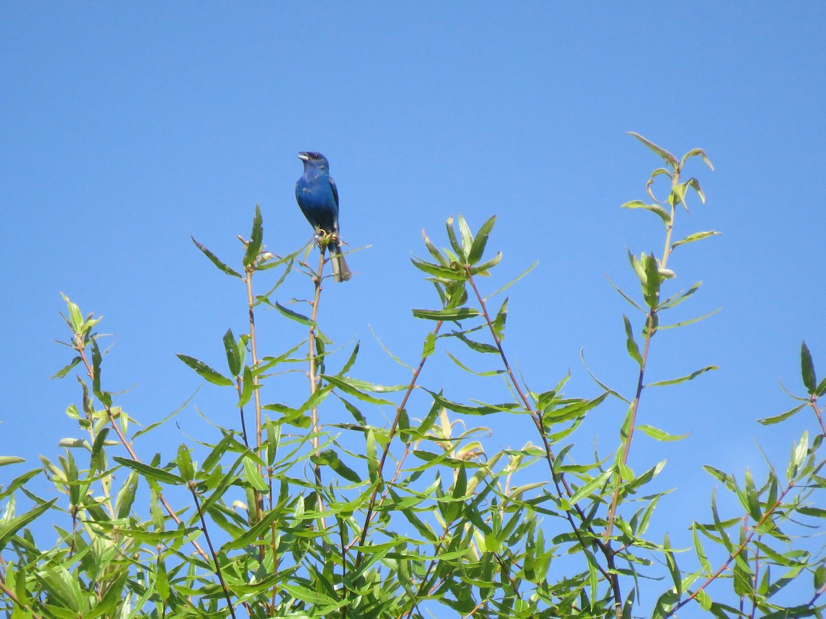 Indigo Bunting - Monica Hoel