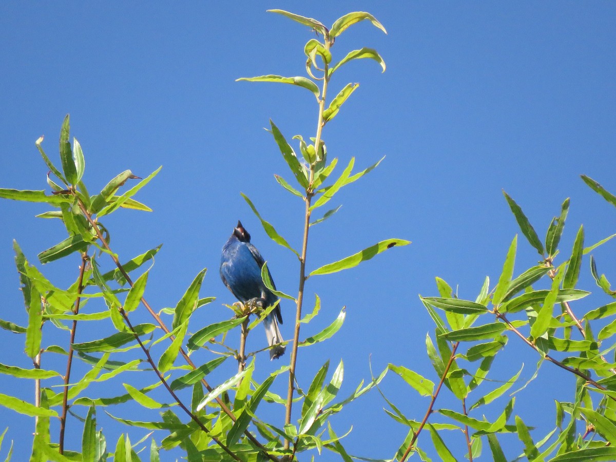 Passerin indigo - ML621599884