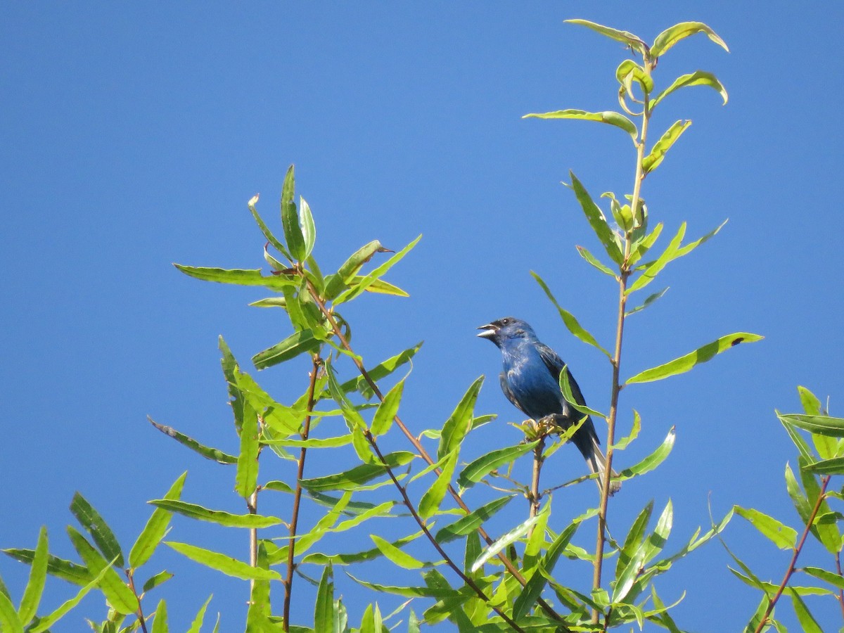 Passerin indigo - ML621599885