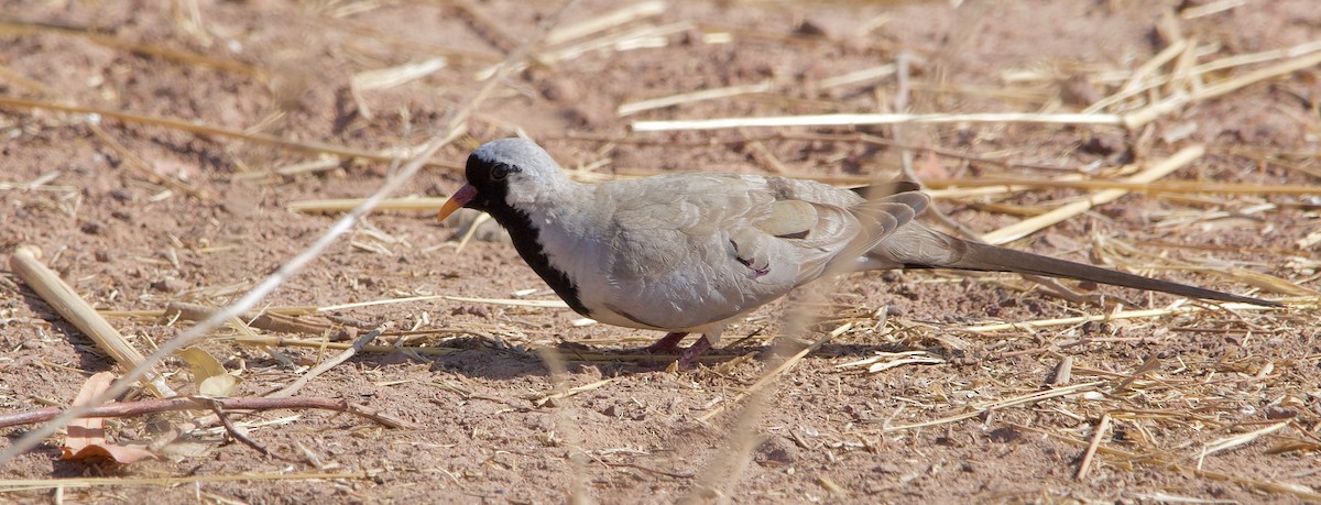 Namaqua Dove - ML621599907