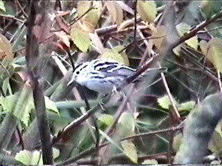Black-and-white Warbler - ML621599910