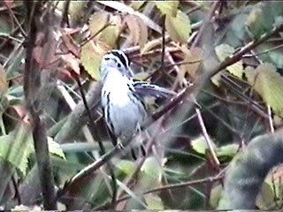 Black-and-white Warbler - ML621599911