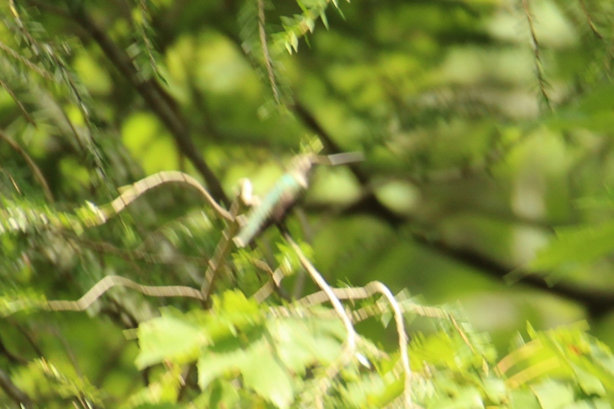 Ruby-throated Hummingbird - ML621599917