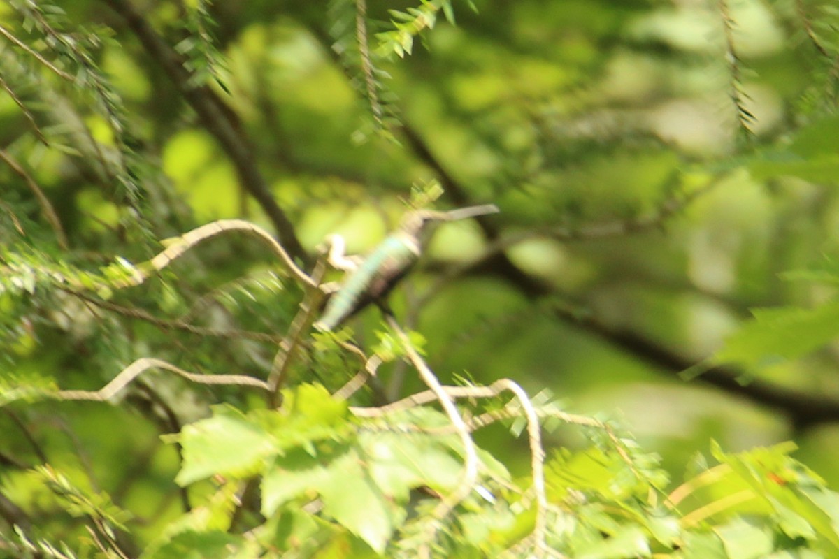Ruby-throated Hummingbird - ML621599918