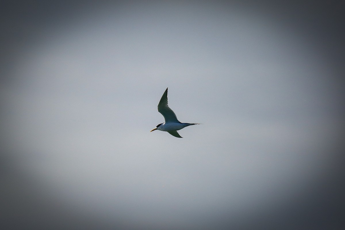 Great Crested Tern - ML621599940