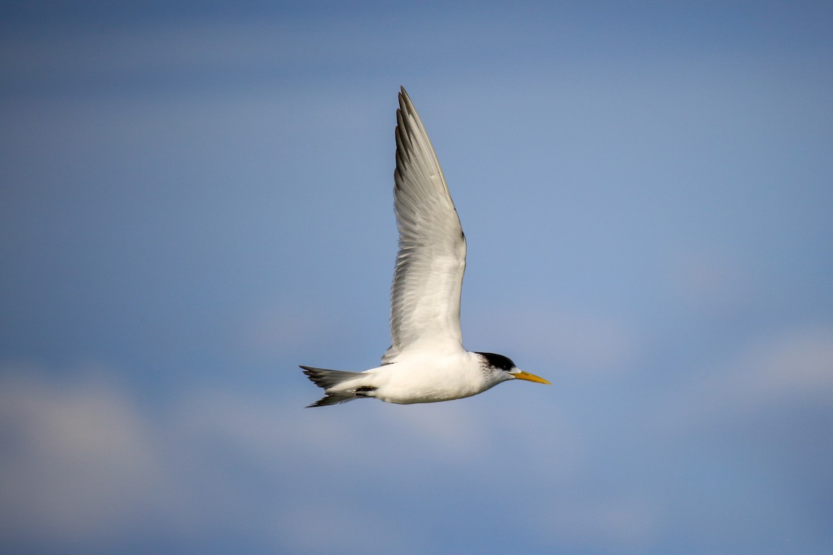 Great Crested Tern - ML621599941