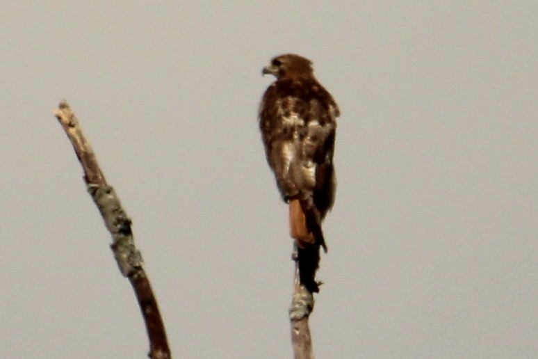 Red-tailed Hawk - ML621599942