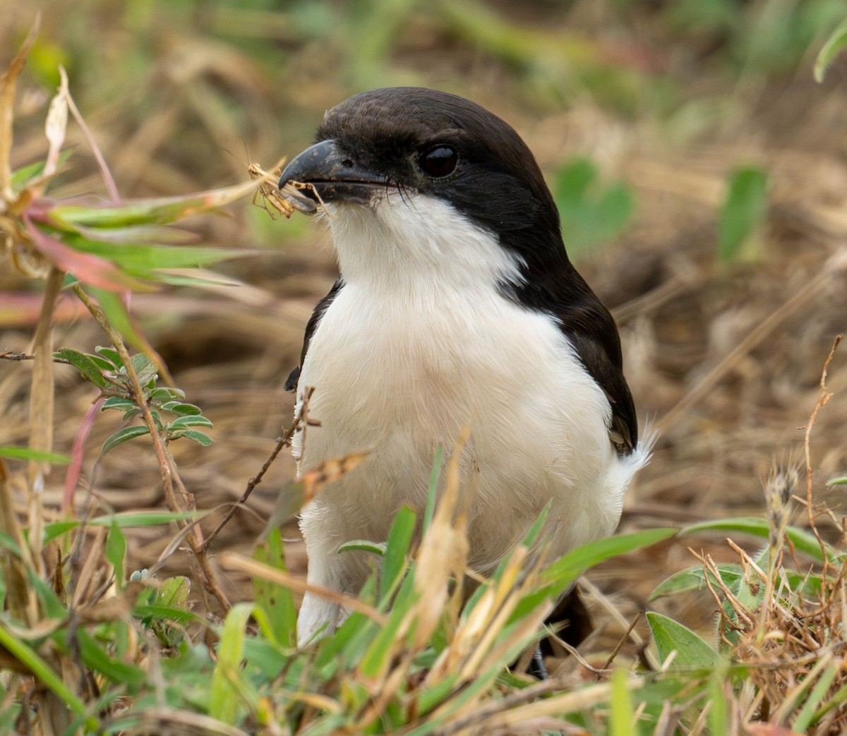 Long-tailed Fiscal - ML621599952