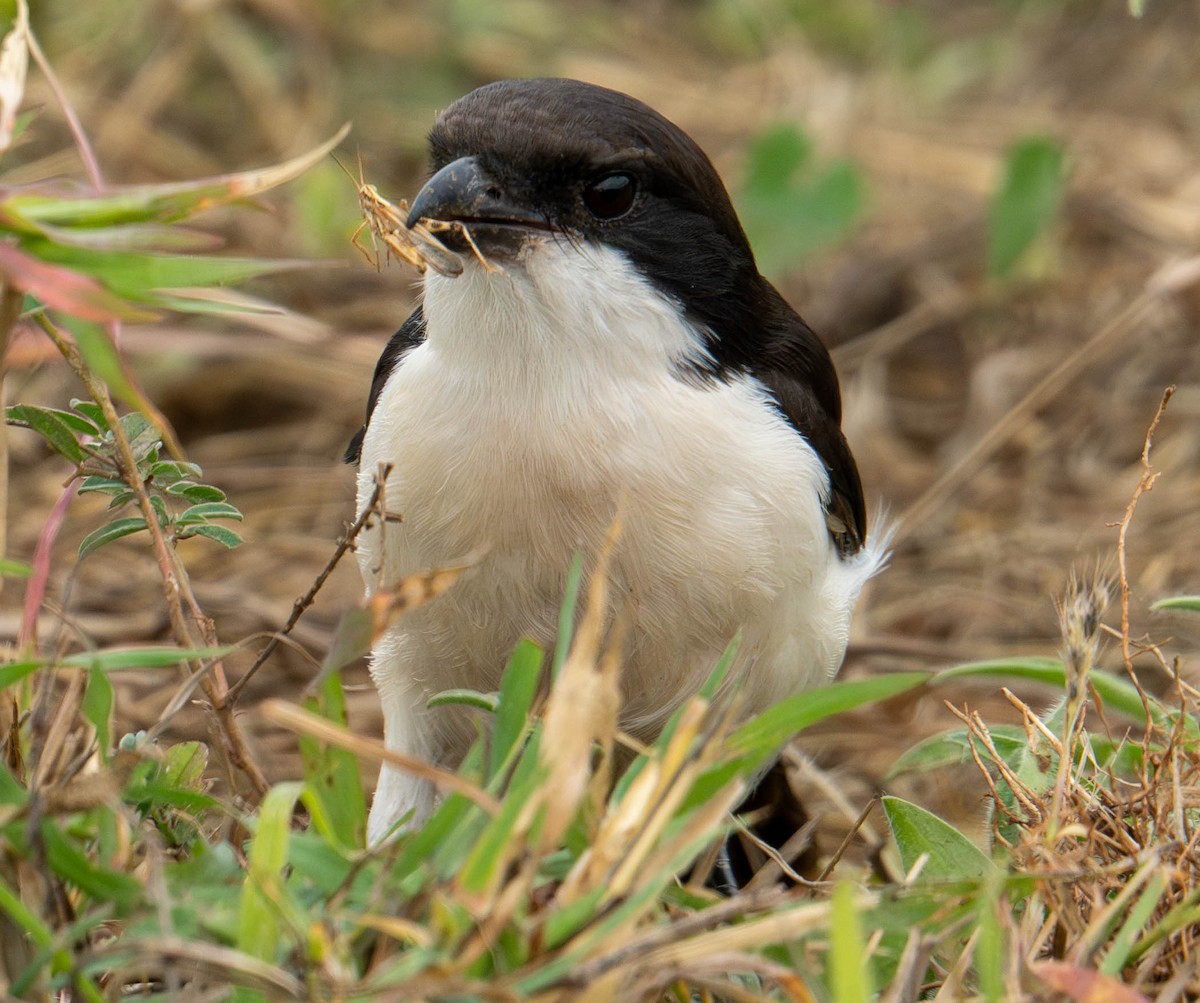Long-tailed Fiscal - ML621599953