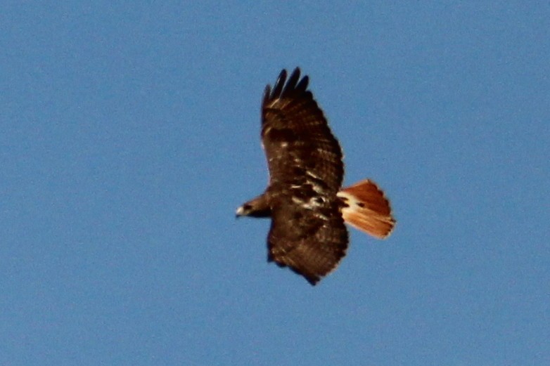 Red-tailed Hawk - ML621599955