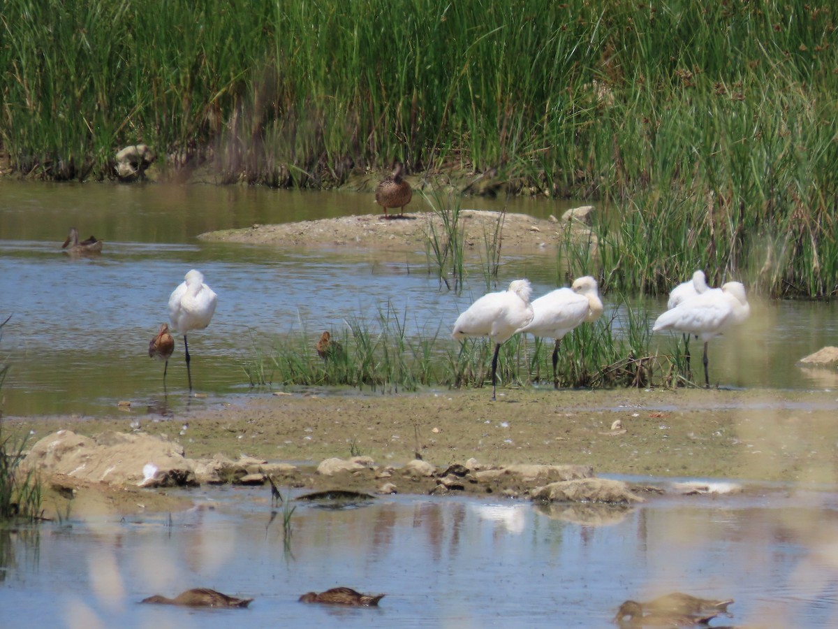 Eurasian Spoonbill - ML621599962