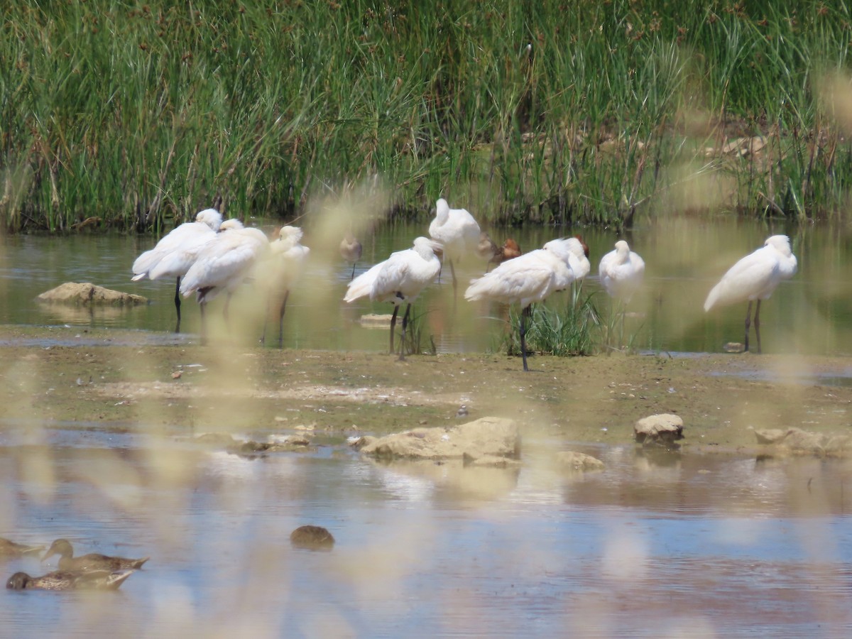 Eurasian Spoonbill - ML621599963