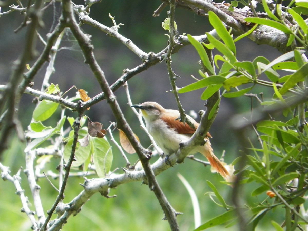 Yellow-chinned Spinetail - ML621599967