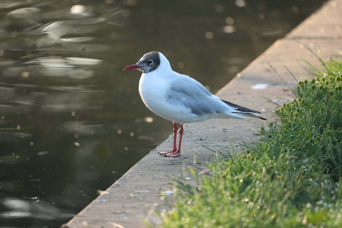 Mouette rieuse - ML621599968