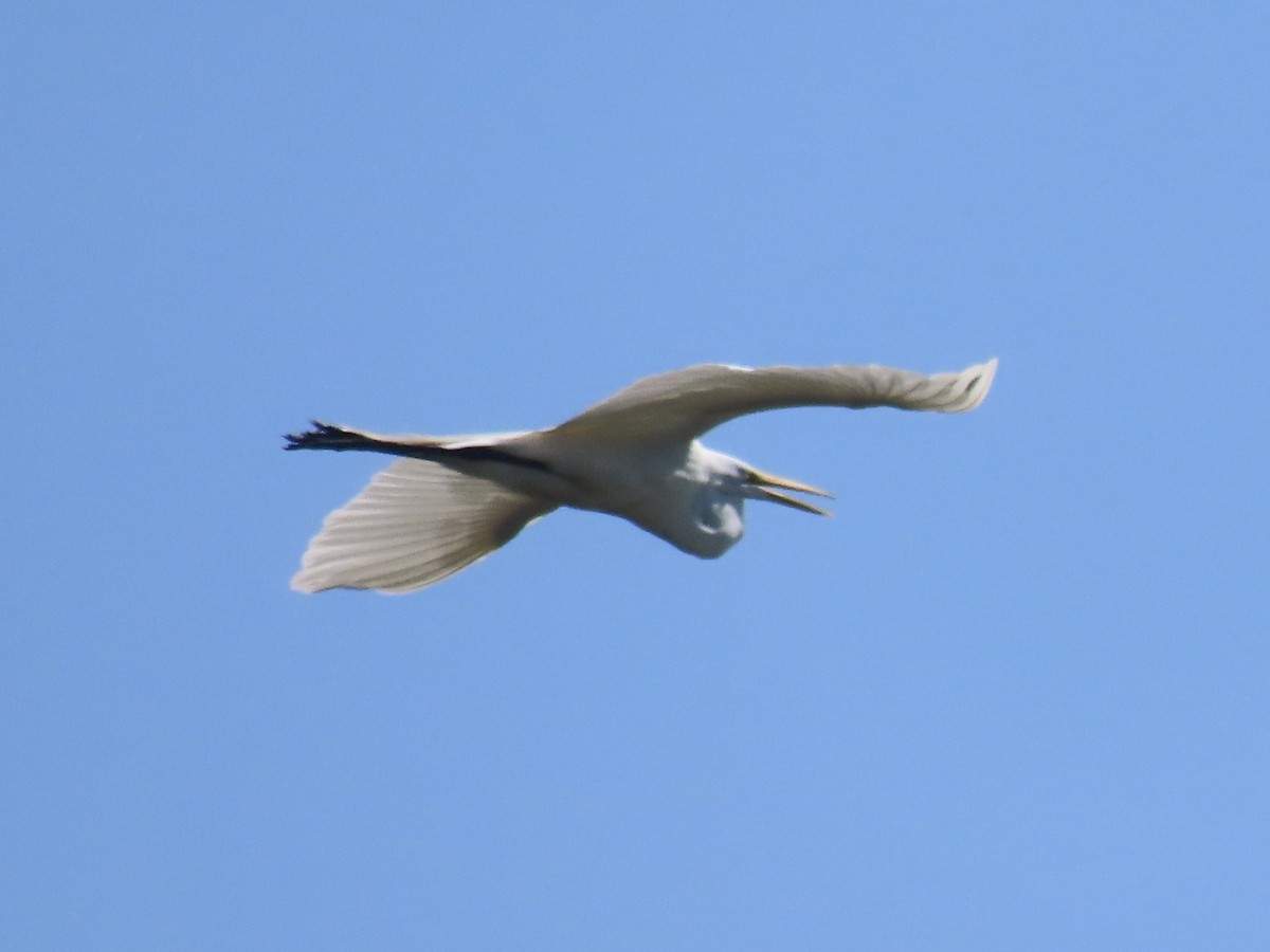 Great Egret (American) - ML621600086