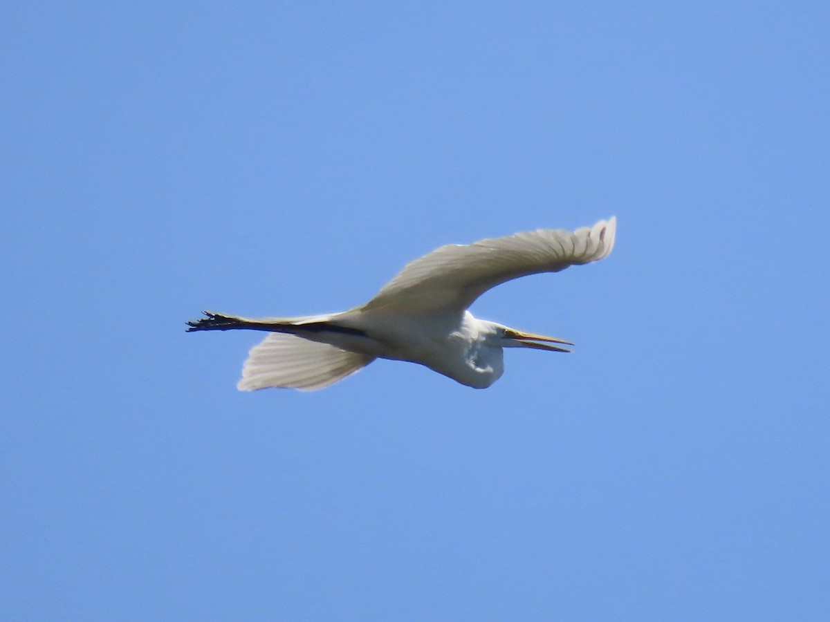 Great Egret (American) - ML621600087