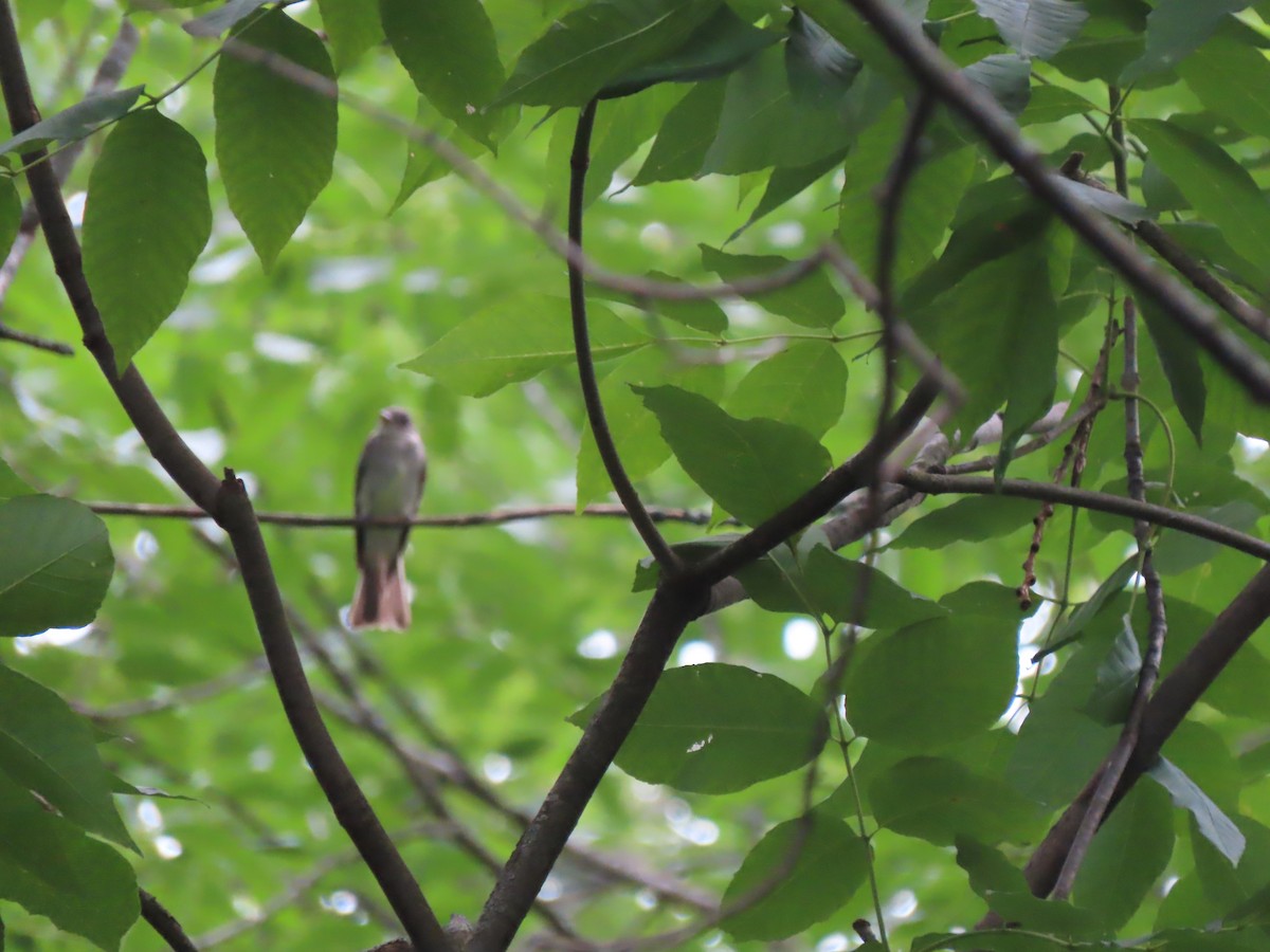 Eastern Wood-Pewee - ML621600105
