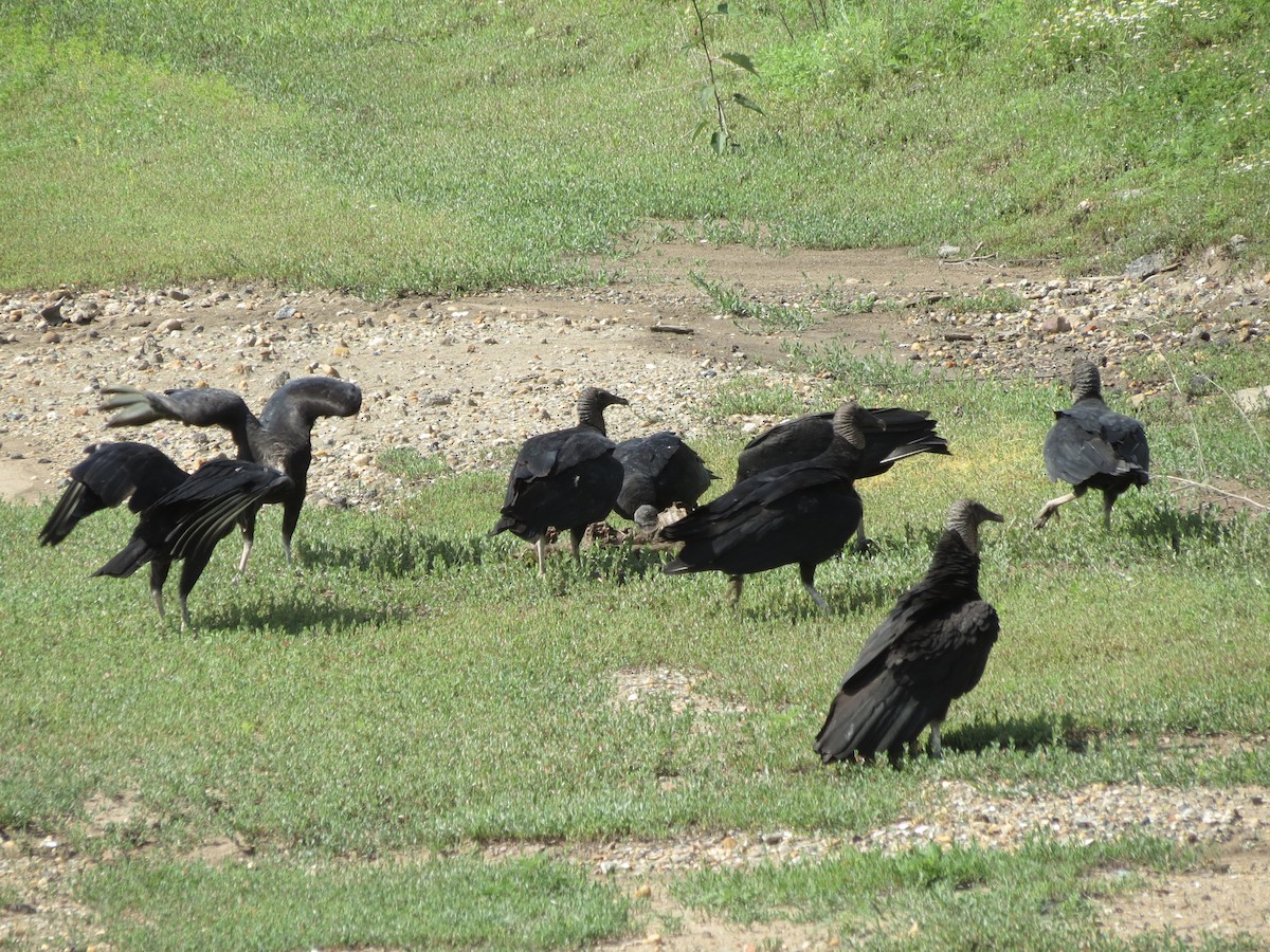 Black Vulture - ML621600135