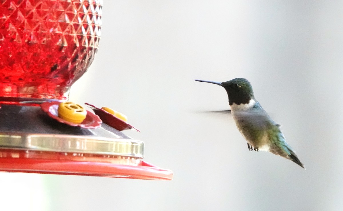 Ruby-throated Hummingbird - ML621600136