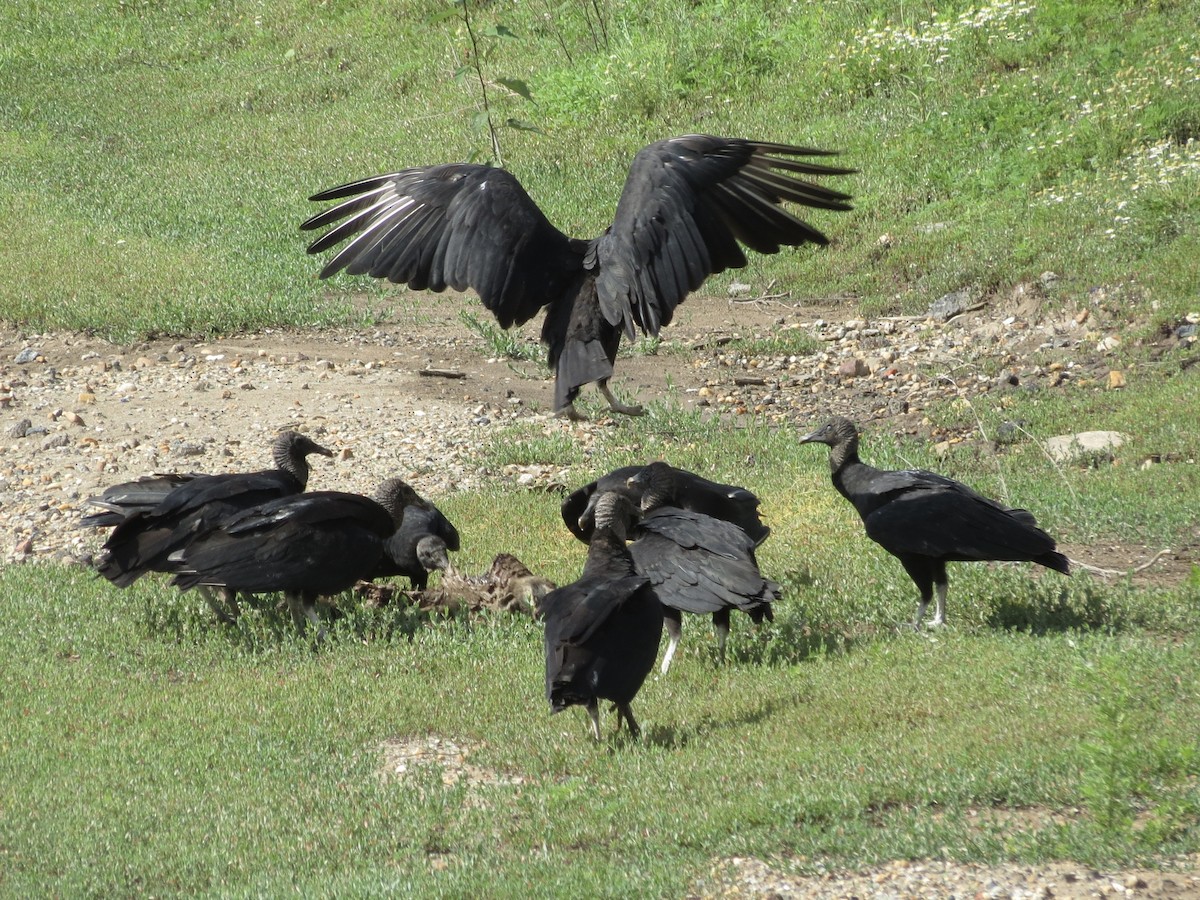 Black Vulture - ML621600137