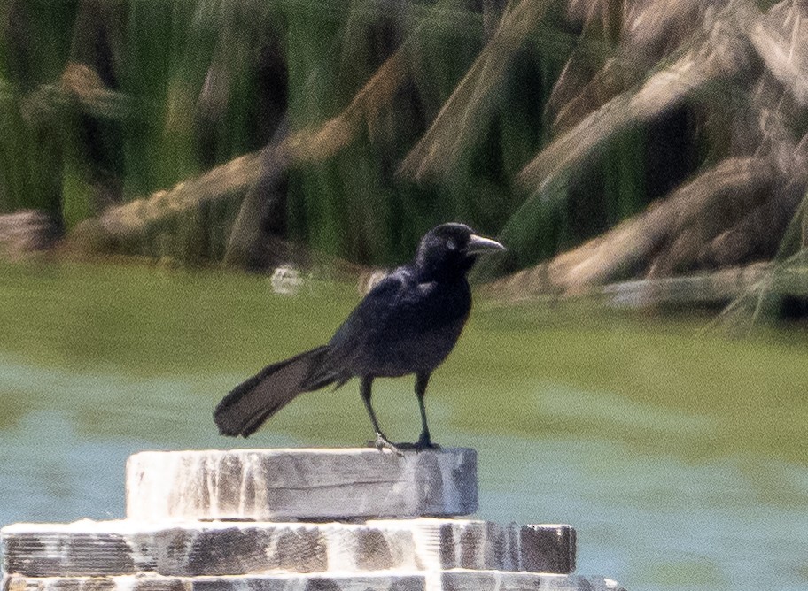 Great-tailed Grackle - ML621600149