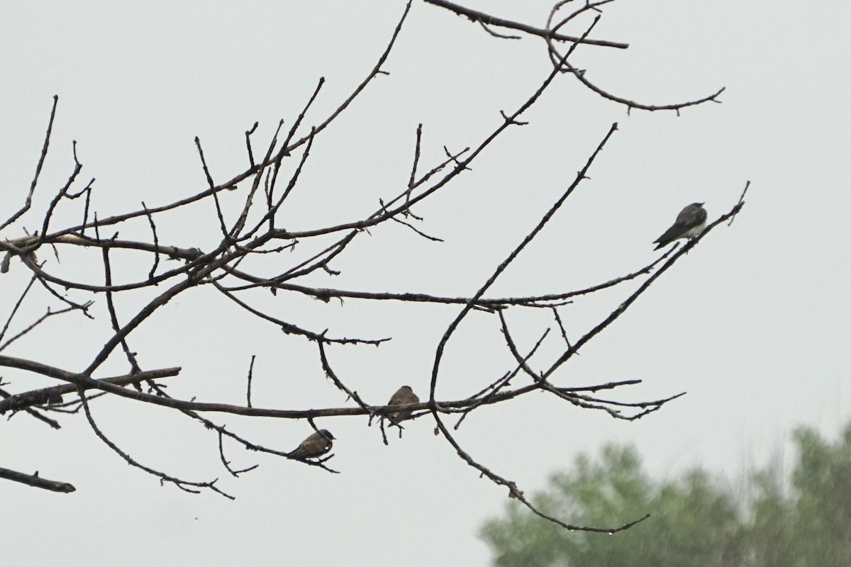 Northern Rough-winged Swallow - ML621600200