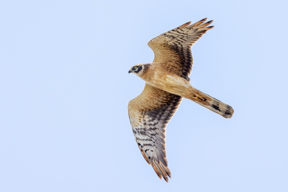 Mirotz lepazuria - ML621600230