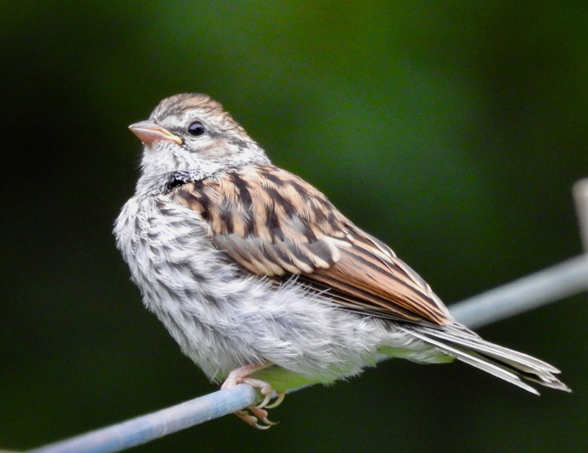 Chipping Sparrow - ML621600242