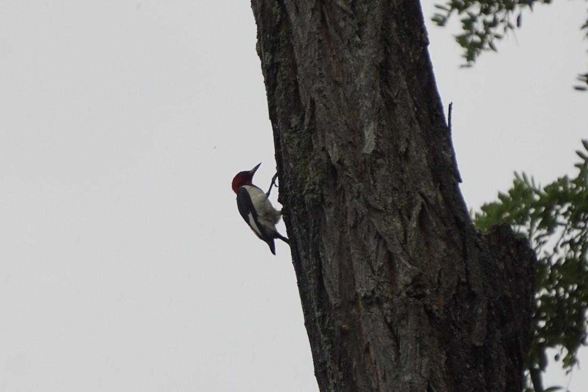 Red-headed Woodpecker - ML621600243
