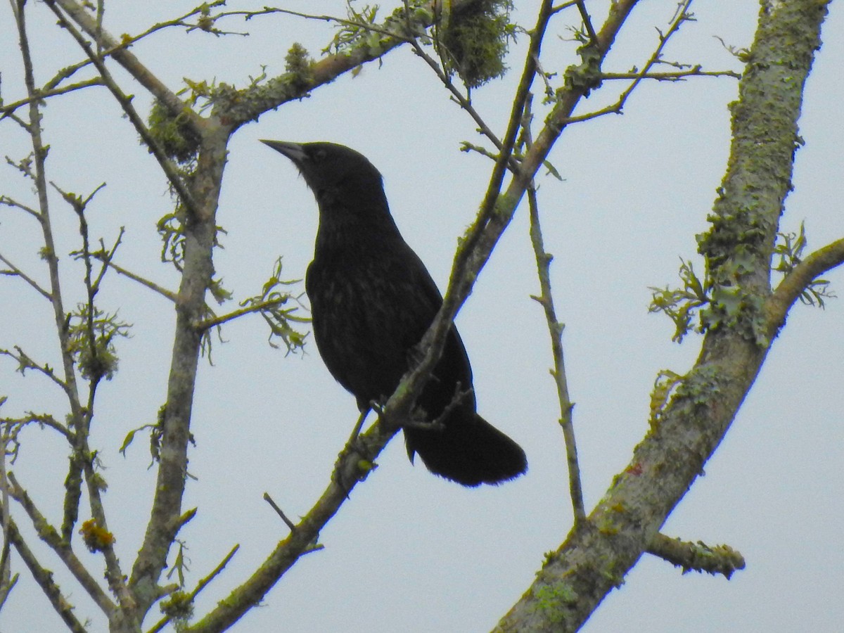 Unicolored Blackbird - ML621600247