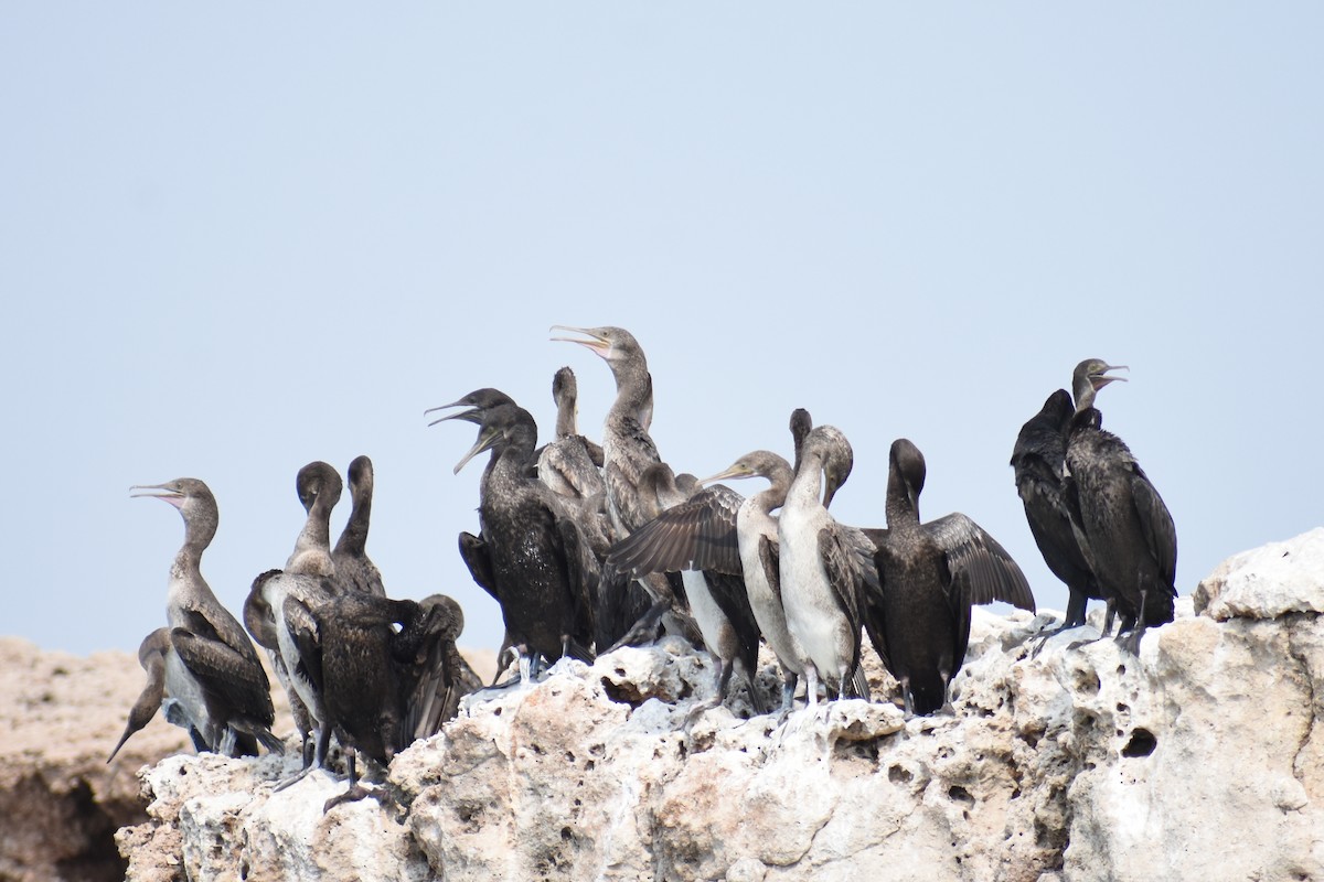 Socotra Cormorant - ML621600276