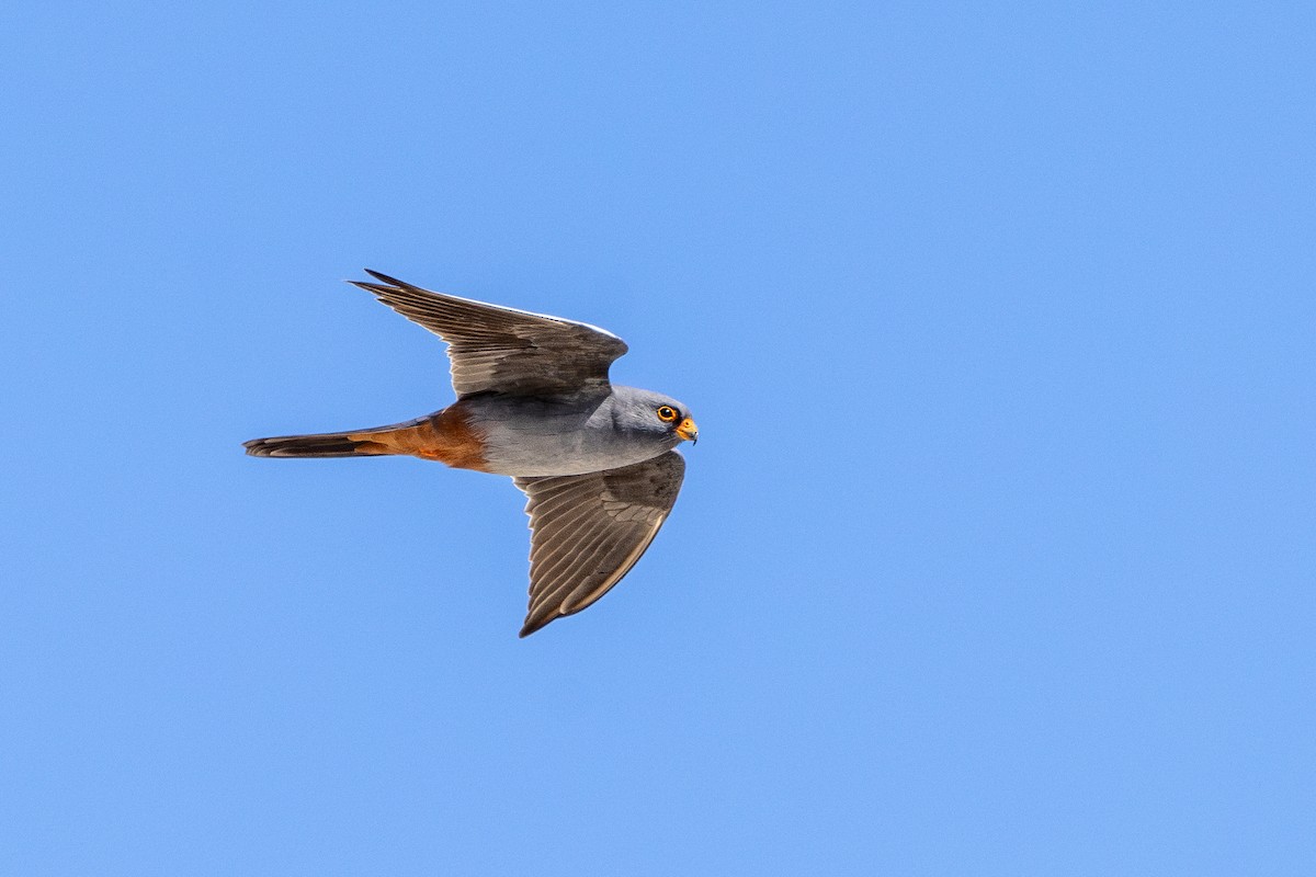 Red-footed Falcon - ML621600277