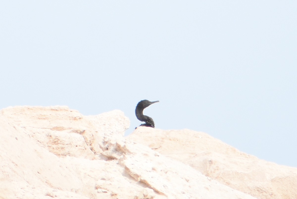 Socotra Cormorant - ML621600279
