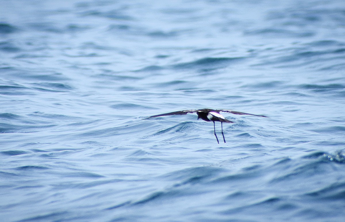 Wilson's Storm-Petrel - ML621600293